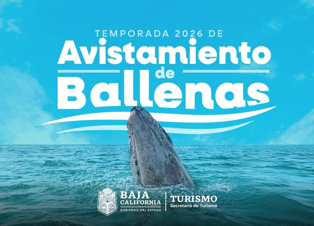 Ensenada, ballenas