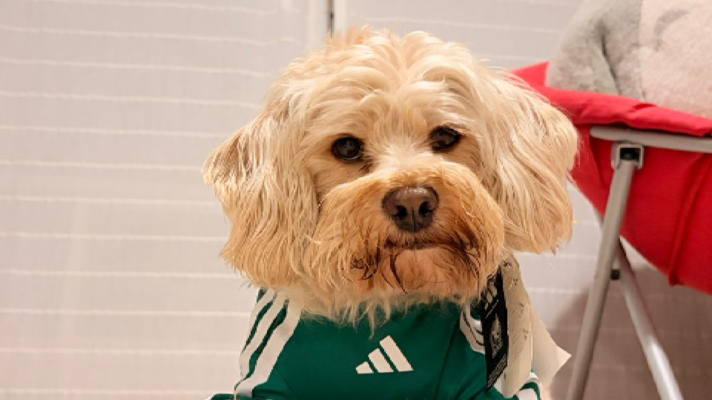 Perro oficina